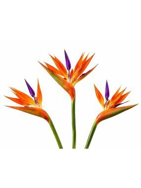 Artificial Bird of Paradise Flowers Realistic Strelitzia 3 Stem Bundle